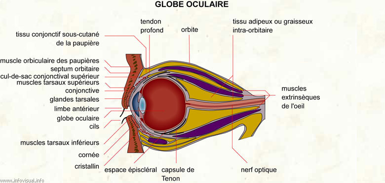 Globe oculaire